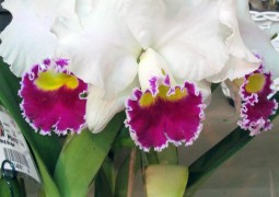 Sexta tem início a 11ª Exposição Nacional de Orquídeas