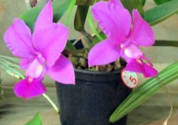 Valinhos recebe a 12ª Exposição Nacional de Orquídeas