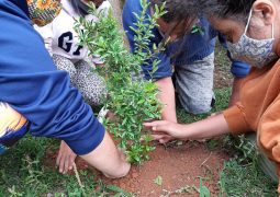 Assistidos da APAE  Jarinu  fazem plantio de árvores